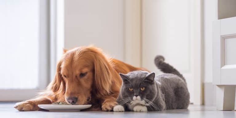 Dog and cat eating food