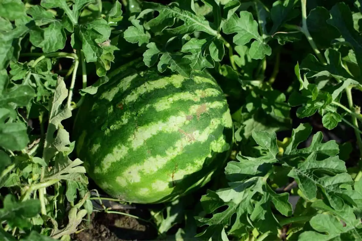 Will Animals Eat Watermelon Plants And How To Protect Them Topfoodinfo Com