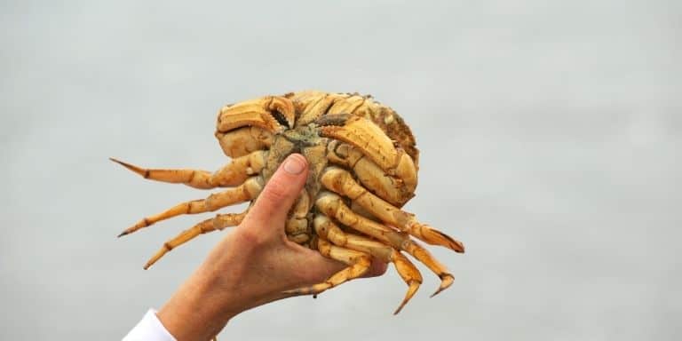 A Dungeness Crab