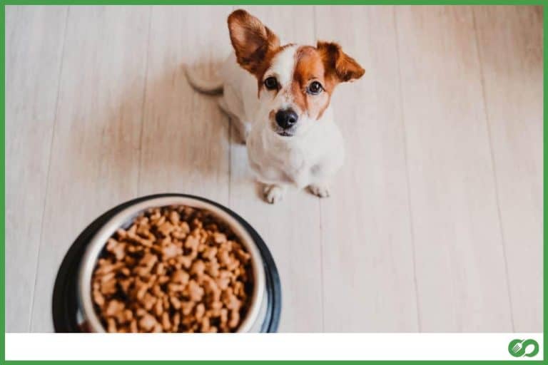 Can You Microwave Your Pet’s Food? (Pros & cons)