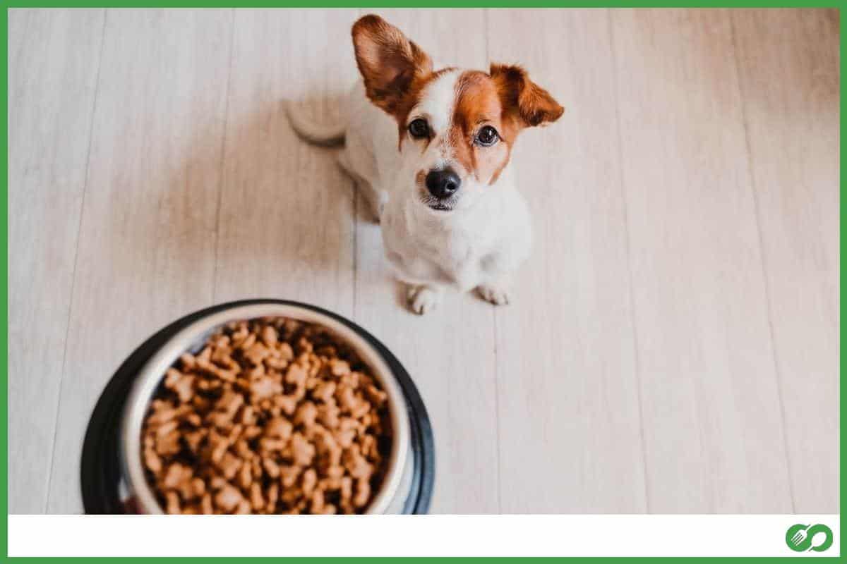 Dog waiting for food