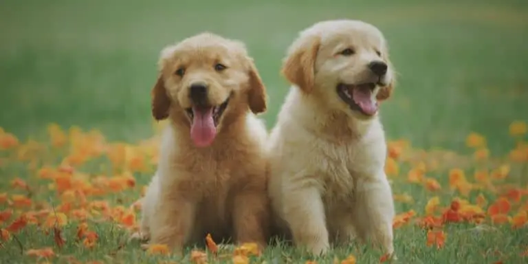 Two Labrador retriever puppies