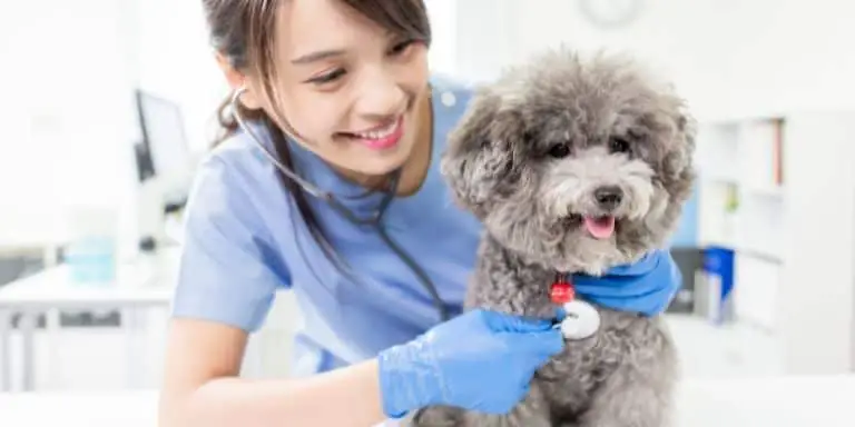 Young female veterinarian with a dog