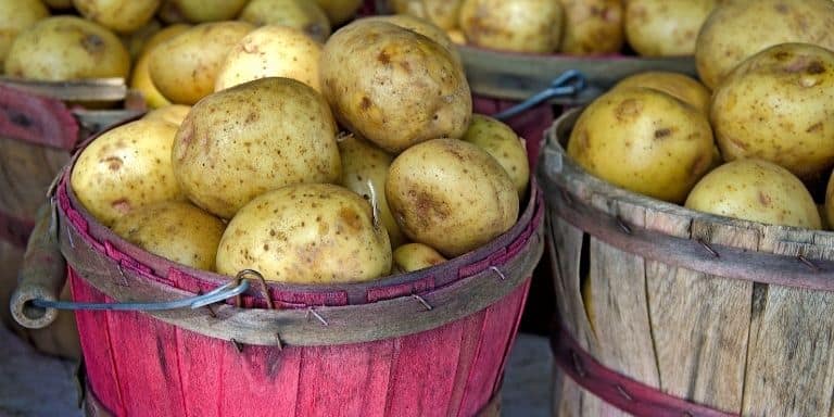 Yukon Gold Potato