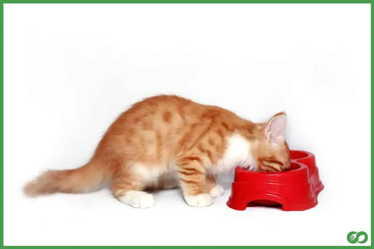 Cat eating from a bowl