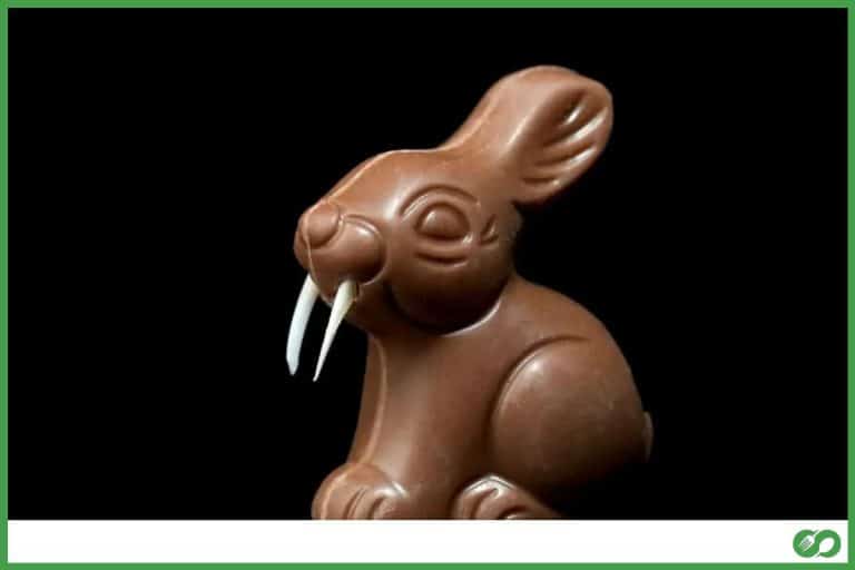 Which Animal Can Eat Chocolate? (And Which Can’t)