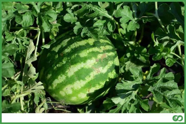 Will Animals Eat Watermelon Plants? (And How to Protect Them)