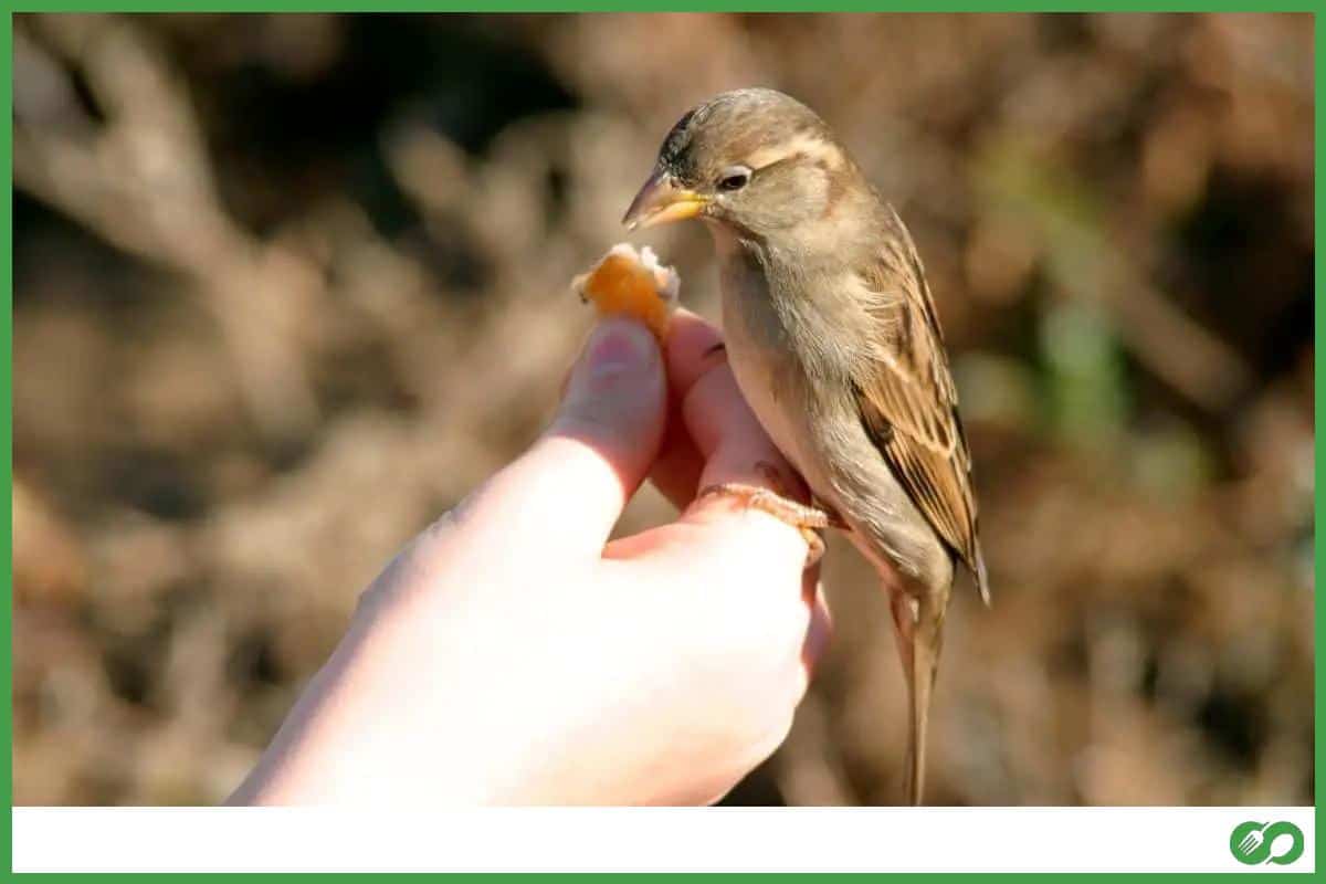 Bird sitting on a human hand eating bread